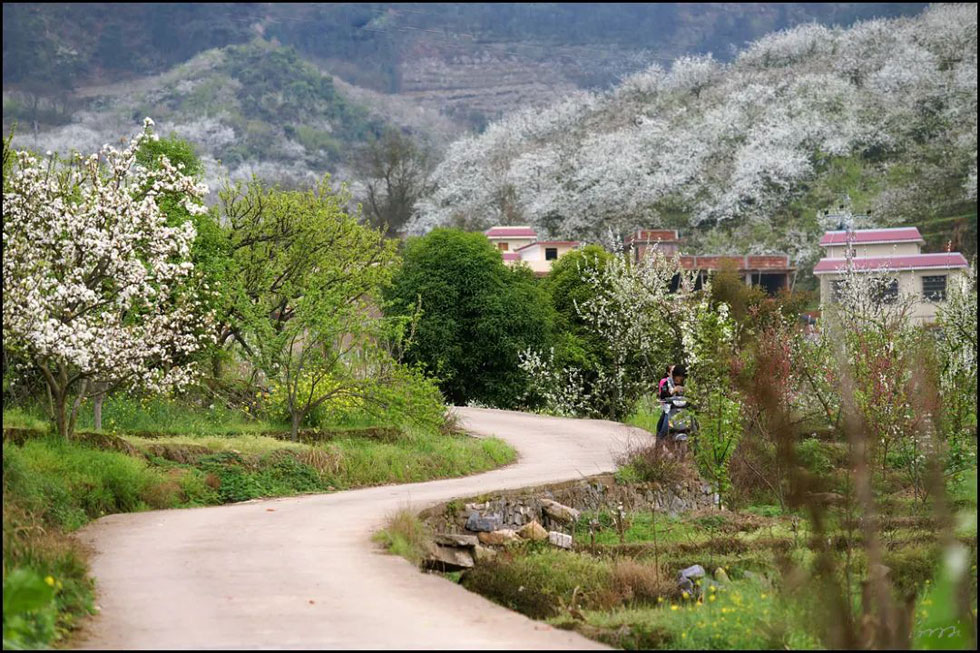 【春天，广西桂林灌阳县向您发出邀请！】我们在灌阳看梨花 - 游山玩水 - 七台河生活社区 - 七台河28生活网 qth.28life.com