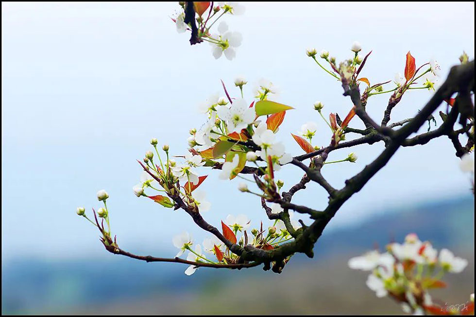 【春天，广西桂林灌阳县向您发出邀请！】我们在灌阳看梨花 - 游山玩水 - 七台河生活社区 - 七台河28生活网 qth.28life.com