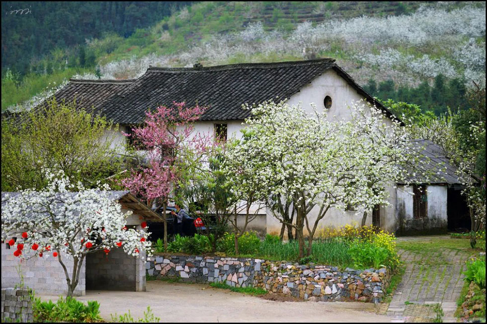 【春天，广西桂林灌阳县向您发出邀请！】我们在灌阳看梨花 - 游山玩水 - 七台河生活社区 - 七台河28生活网 qth.28life.com