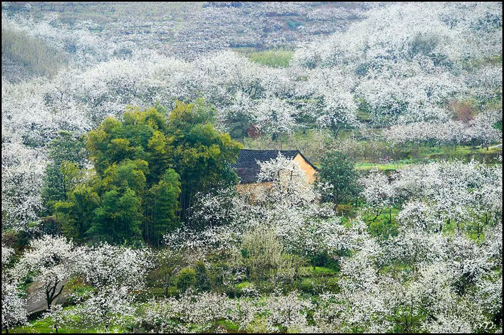 【春天，广西桂林灌阳县向您发出邀请！】我们在灌阳看梨花 - 游山玩水 - 七台河生活社区 - 七台河28生活网 qth.28life.com