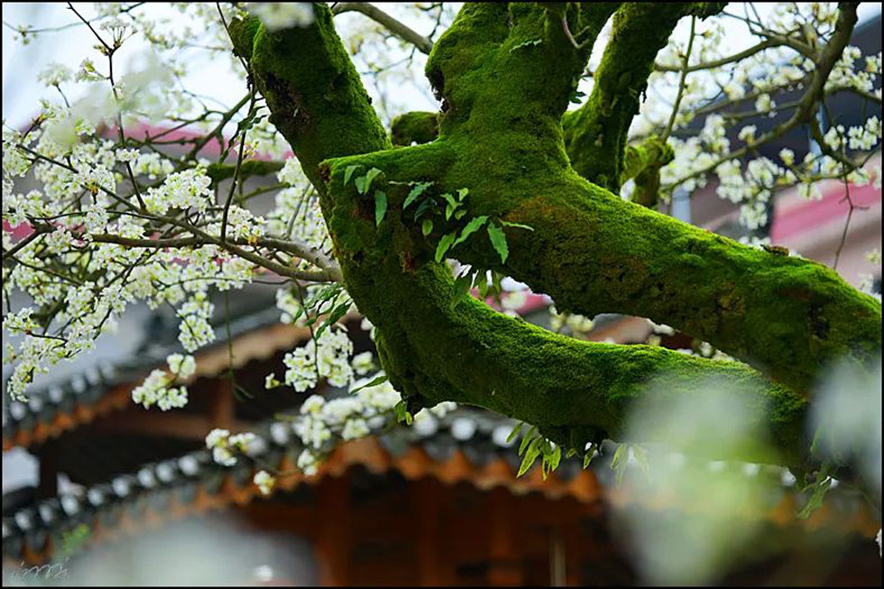 【春天，广西桂林灌阳县向您发出邀请！】我们在灌阳看梨花 - 游山玩水 - 七台河生活社区 - 七台河28生活网 qth.28life.com