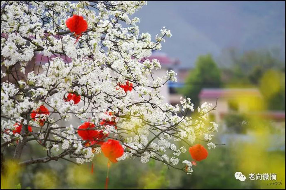 【春天，广西桂林灌阳县向您发出邀请！】我们在灌阳看梨花 - 游山玩水 - 七台河生活社区 - 七台河28生活网 qth.28life.com
