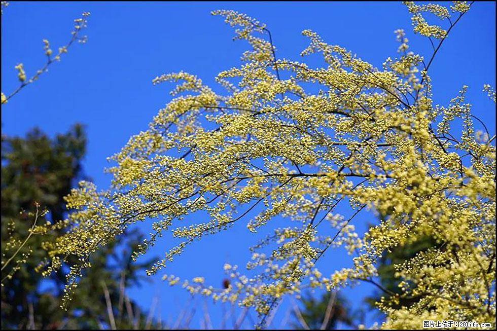 【春天，广西桂林灌阳县向您发出邀请！】米珠山前有片山苍子花在飘香 - 游山玩水 - 七台河生活社区 - 七台河28生活网 qth.28life.com