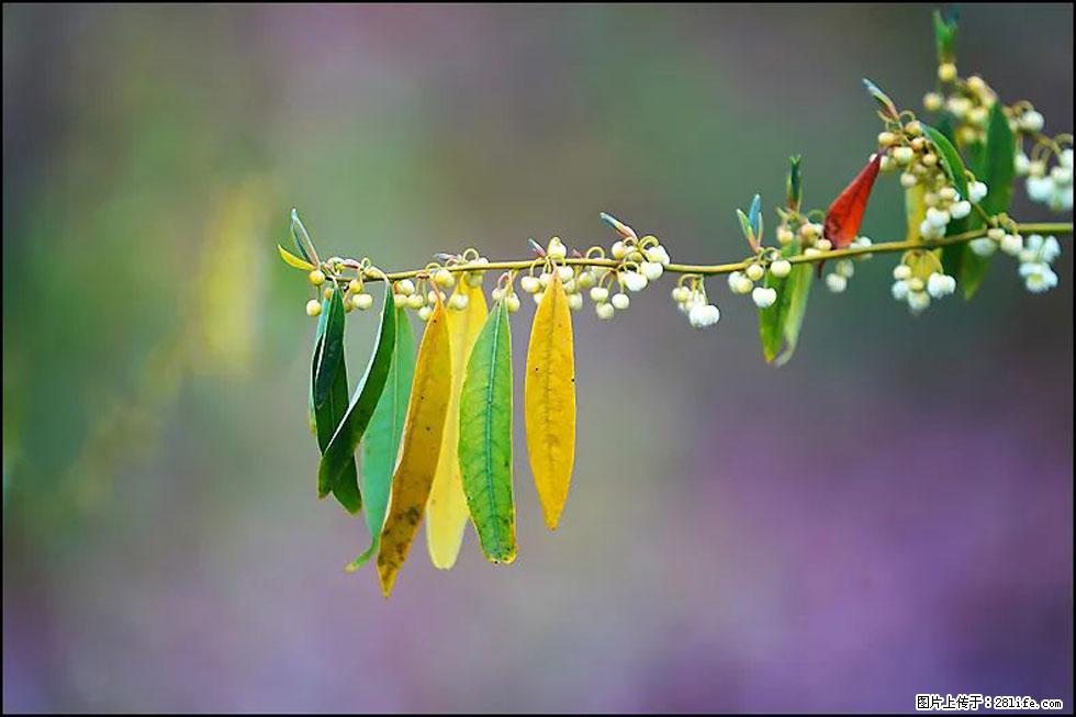 【春天，广西桂林灌阳县向您发出邀请！】米珠山前有片山苍子花在飘香 - 游山玩水 - 七台河生活社区 - 七台河28生活网 qth.28life.com