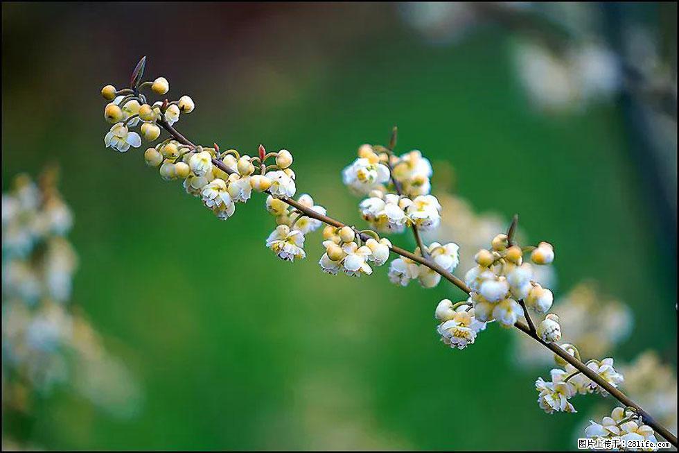 【春天，广西桂林灌阳县向您发出邀请！】米珠山前有片山苍子花在飘香 - 游山玩水 - 七台河生活社区 - 七台河28生活网 qth.28life.com