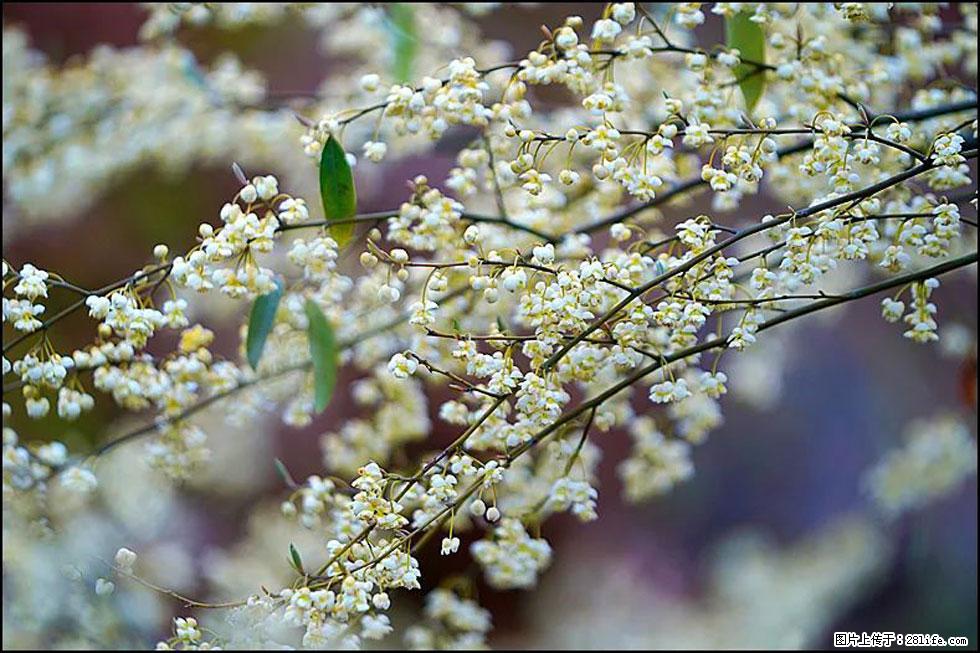 【春天，广西桂林灌阳县向您发出邀请！】米珠山前有片山苍子花在飘香 - 游山玩水 - 七台河生活社区 - 七台河28生活网 qth.28life.com