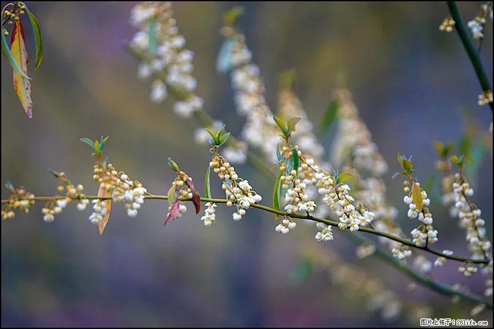 【春天，广西桂林灌阳县向您发出邀请！】米珠山前有片山苍子花在飘香 - 游山玩水 - 七台河生活社区 - 七台河28生活网 qth.28life.com