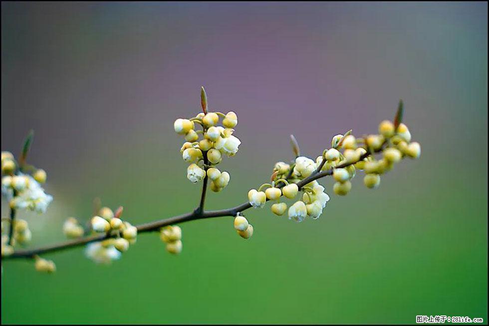 【春天，广西桂林灌阳县向您发出邀请！】米珠山前有片山苍子花在飘香 - 游山玩水 - 七台河生活社区 - 七台河28生活网 qth.28life.com