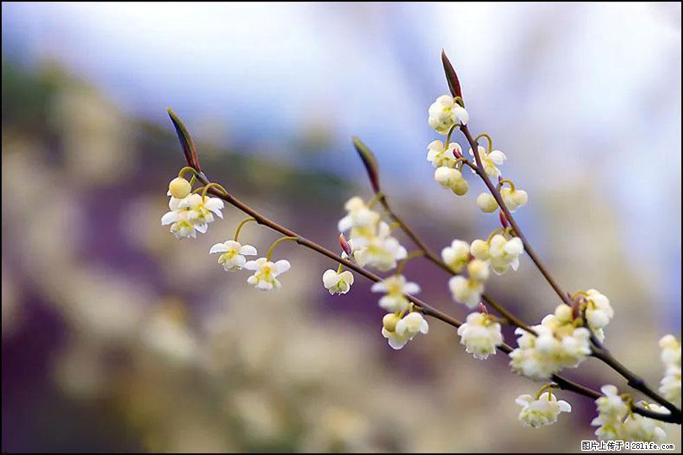 【春天，广西桂林灌阳县向您发出邀请！】米珠山前有片山苍子花在飘香 - 游山玩水 - 七台河生活社区 - 七台河28生活网 qth.28life.com