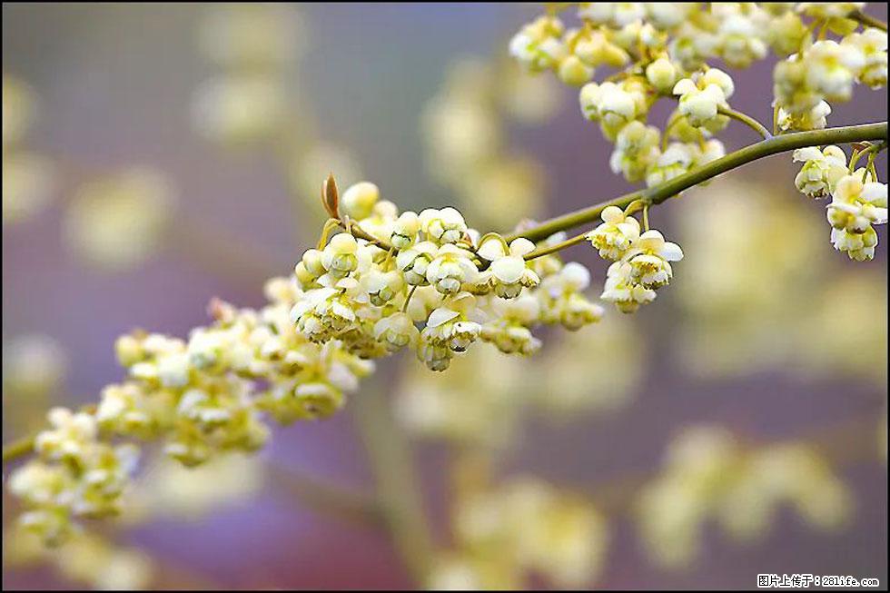 【春天，广西桂林灌阳县向您发出邀请！】米珠山前有片山苍子花在飘香 - 游山玩水 - 七台河生活社区 - 七台河28生活网 qth.28life.com