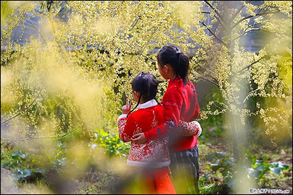 【春天，广西桂林灌阳县向您发出邀请！】米珠山前有片山苍子花在飘香 - 游山玩水 - 七台河生活社区 - 七台河28生活网 qth.28life.com