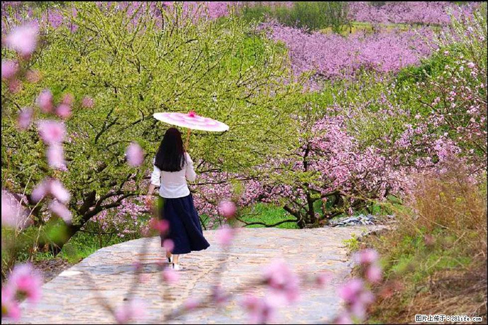 【春天，广西桂林灌阳县向您发出邀请！】官庄村有个醉美的桃花园 - 游山玩水 - 七台河生活社区 - 七台河28生活网 qth.28life.com