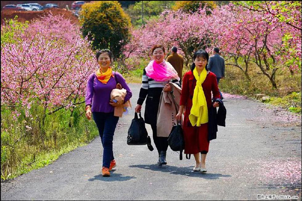 【春天，广西桂林灌阳县向您发出邀请！】官庄村有个醉美的桃花园 - 游山玩水 - 七台河生活社区 - 七台河28生活网 qth.28life.com