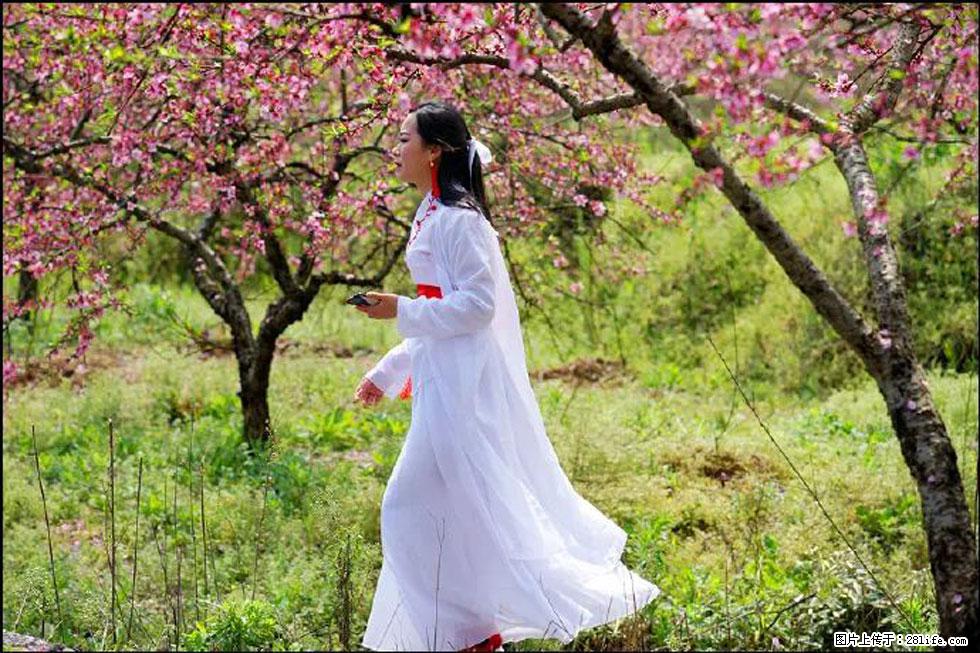 【春天，广西桂林灌阳县向您发出邀请！】官庄村有个醉美的桃花园 - 游山玩水 - 七台河生活社区 - 七台河28生活网 qth.28life.com