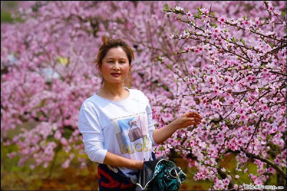 【春天，广西桂林灌阳县向您发出邀请！】官庄村有个醉美的桃花园 - 游山玩水 - 七台河生活社区 - 七台河28生活网 qth.28life.com