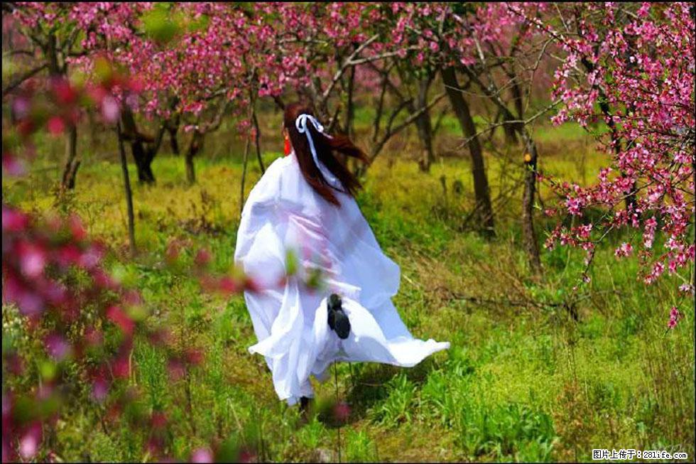 【春天，广西桂林灌阳县向您发出邀请！】官庄村有个醉美的桃花园 - 游山玩水 - 七台河生活社区 - 七台河28生活网 qth.28life.com