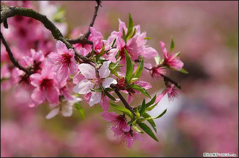 【春天，广西桂林灌阳县向您发出邀请！】官庄村有个醉美的桃花园 - 游山玩水 - 七台河生活社区 - 七台河28生活网 qth.28life.com