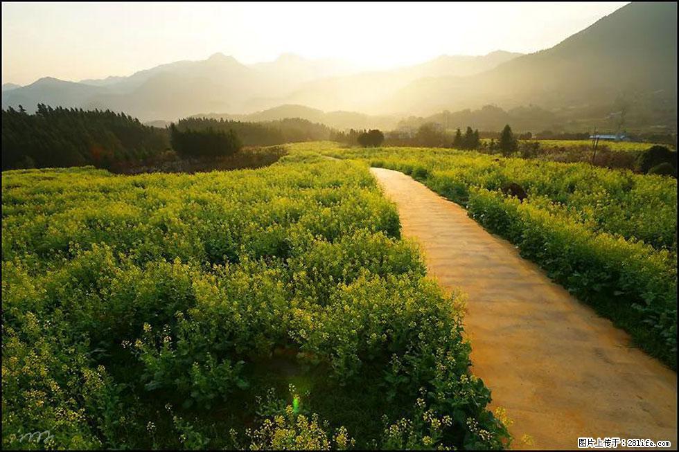 【春天，广西桂林灌阳县向您发出邀请！】长坪村油菜盛情花开 - 游山玩水 - 七台河生活社区 - 七台河28生活网 qth.28life.com