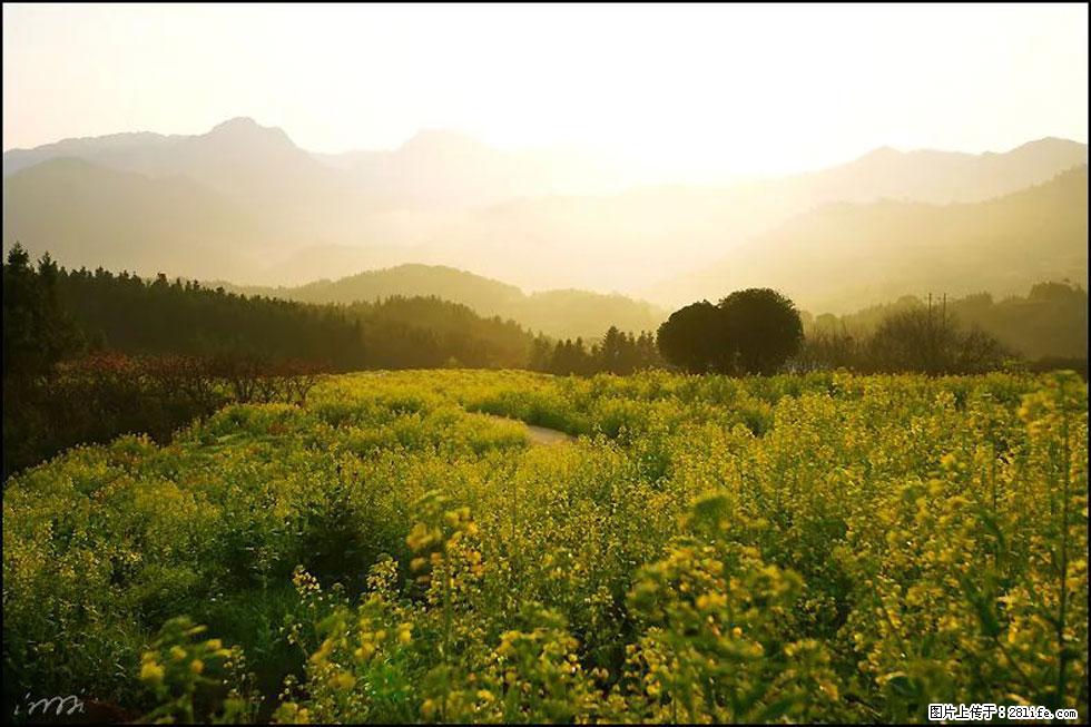 【春天，广西桂林灌阳县向您发出邀请！】长坪村油菜盛情花开 - 游山玩水 - 七台河生活社区 - 七台河28生活网 qth.28life.com