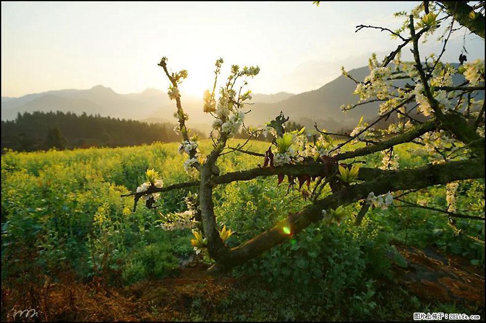 【春天，广西桂林灌阳县向您发出邀请！】长坪村油菜盛情花开 - 游山玩水 - 七台河生活社区 - 七台河28生活网 qth.28life.com