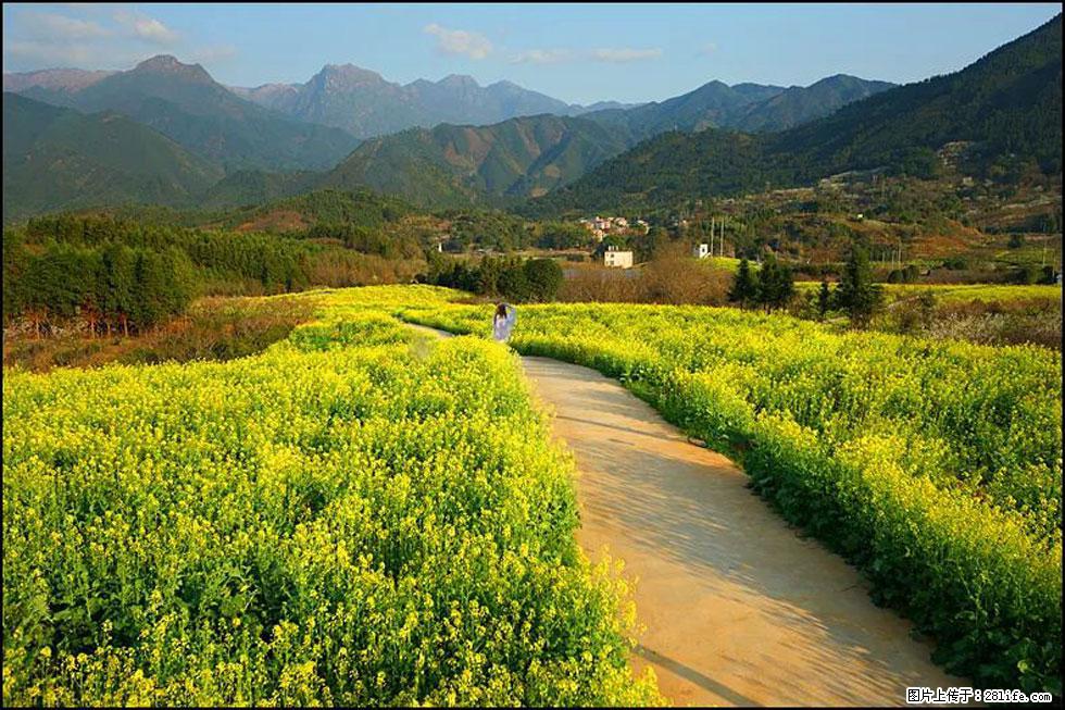 【春天，广西桂林灌阳县向您发出邀请！】长坪村油菜盛情花开 - 游山玩水 - 七台河生活社区 - 七台河28生活网 qth.28life.com