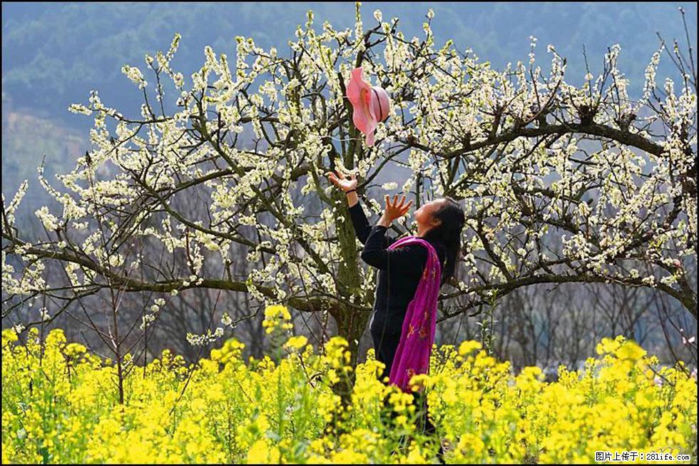 【春天，广西桂林灌阳县向您发出邀请！】长坪村油菜盛情花开 - 游山玩水 - 七台河生活社区 - 七台河28生活网 qth.28life.com