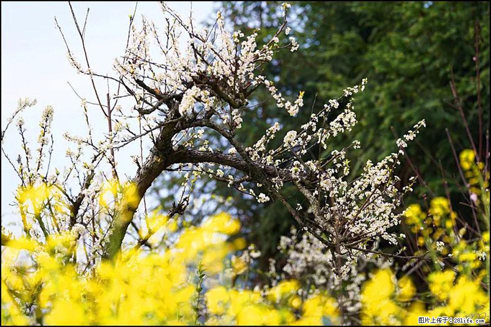 【春天，广西桂林灌阳县向您发出邀请！】长坪村油菜盛情花开 - 游山玩水 - 七台河生活社区 - 七台河28生活网 qth.28life.com