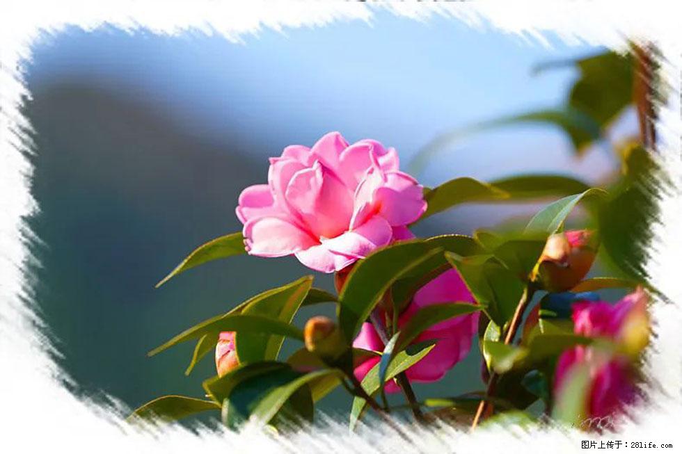 【春天，广西桂林灌阳县向您发出邀请！】杨柳井茶花惹人爱 - 游山玩水 - 七台河生活社区 - 七台河28生活网 qth.28life.com