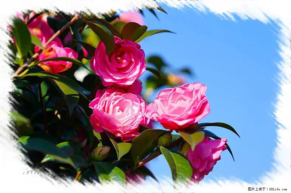 【春天，广西桂林灌阳县向您发出邀请！】杨柳井茶花惹人爱 - 游山玩水 - 七台河生活社区 - 七台河28生活网 qth.28life.com