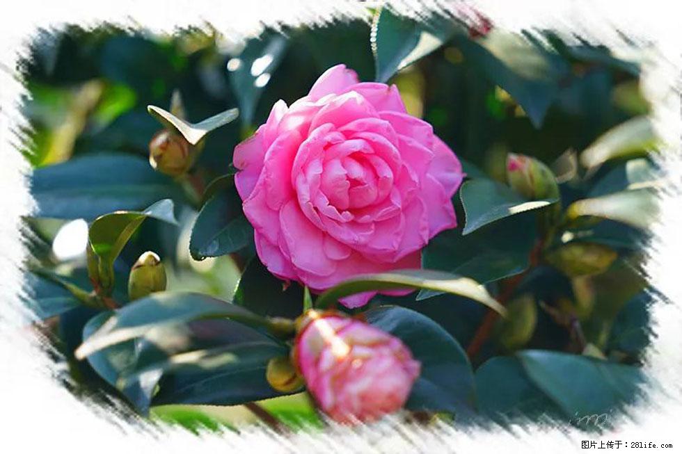 【春天，广西桂林灌阳县向您发出邀请！】杨柳井茶花惹人爱 - 游山玩水 - 七台河生活社区 - 七台河28生活网 qth.28life.com