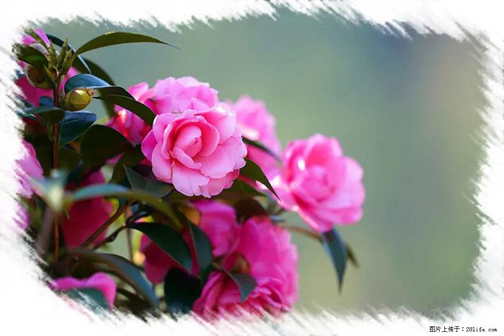 【春天，广西桂林灌阳县向您发出邀请！】杨柳井茶花惹人爱 - 游山玩水 - 七台河生活社区 - 七台河28生活网 qth.28life.com