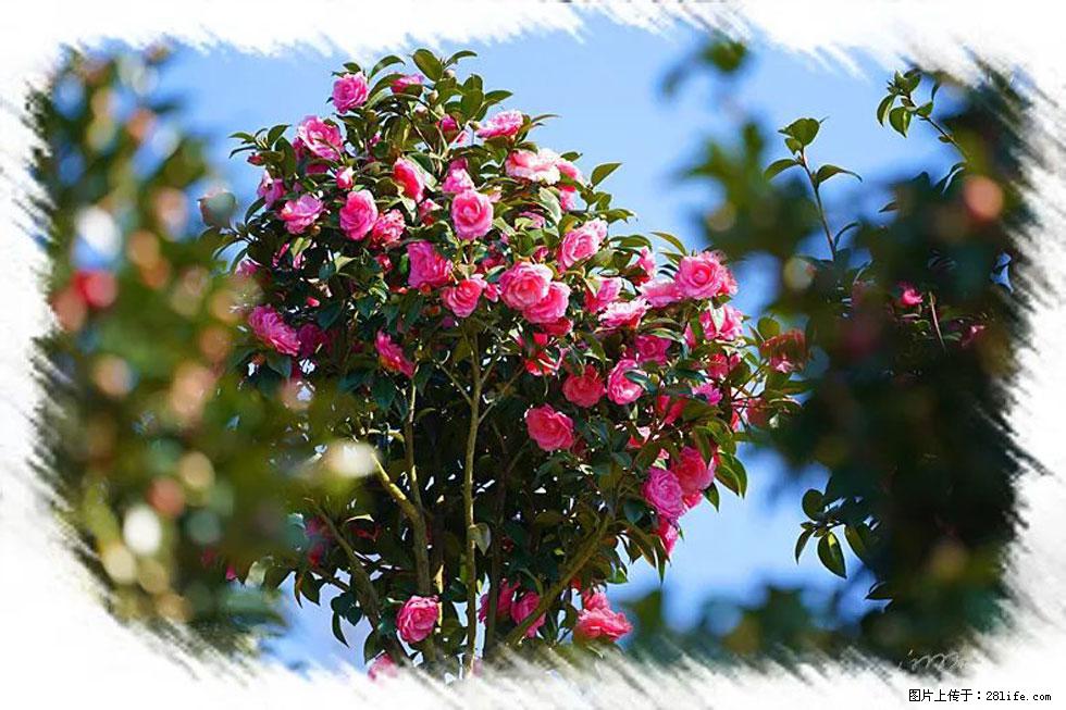 【春天，广西桂林灌阳县向您发出邀请！】杨柳井茶花惹人爱 - 游山玩水 - 七台河生活社区 - 七台河28生活网 qth.28life.com