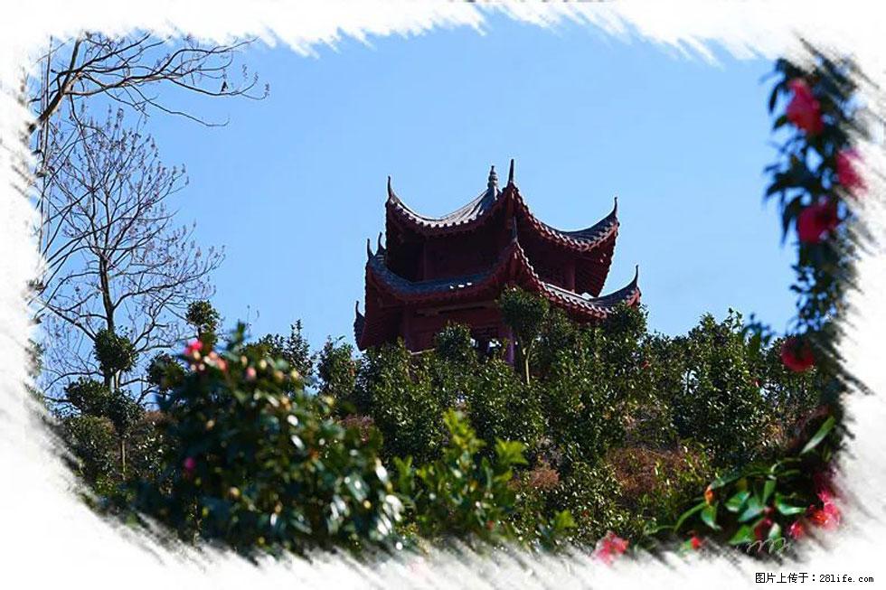 【春天，广西桂林灌阳县向您发出邀请！】杨柳井茶花惹人爱 - 游山玩水 - 七台河生活社区 - 七台河28生活网 qth.28life.com