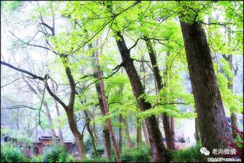 【春天，广西桂林灌阳县向您发出邀请！】在小龙村与春天约会 - 游山玩水 - 七台河生活社区 - 七台河28生活网 qth.28life.com