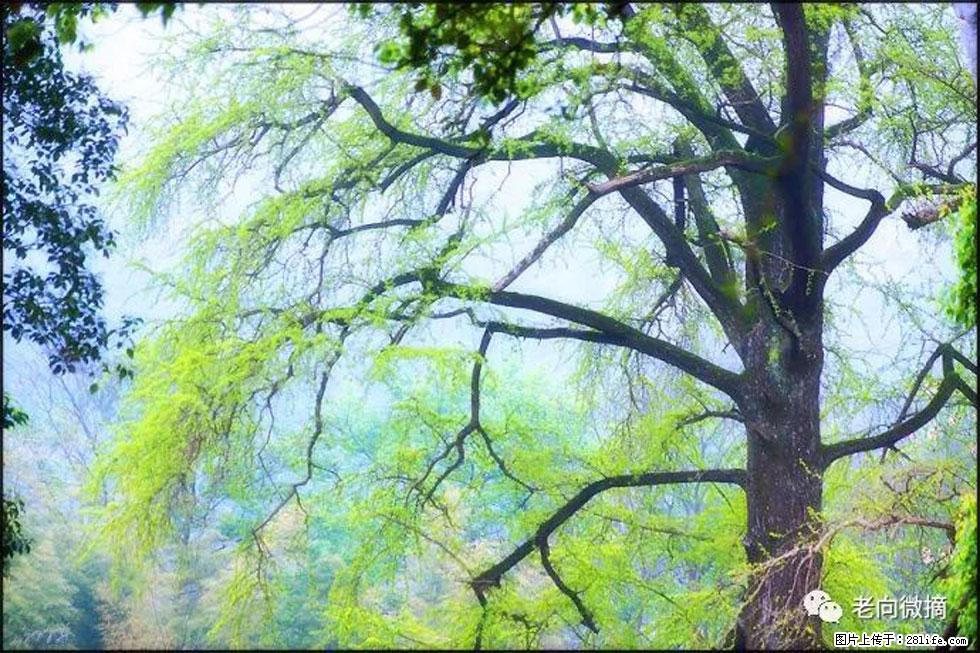 【春天，广西桂林灌阳县向您发出邀请！】在小龙村与春天约会 - 游山玩水 - 七台河生活社区 - 七台河28生活网 qth.28life.com