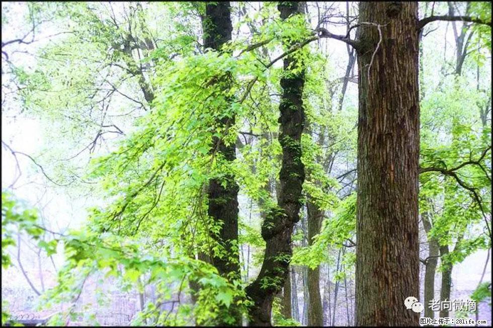 【春天，广西桂林灌阳县向您发出邀请！】在小龙村与春天约会 - 游山玩水 - 七台河生活社区 - 七台河28生活网 qth.28life.com