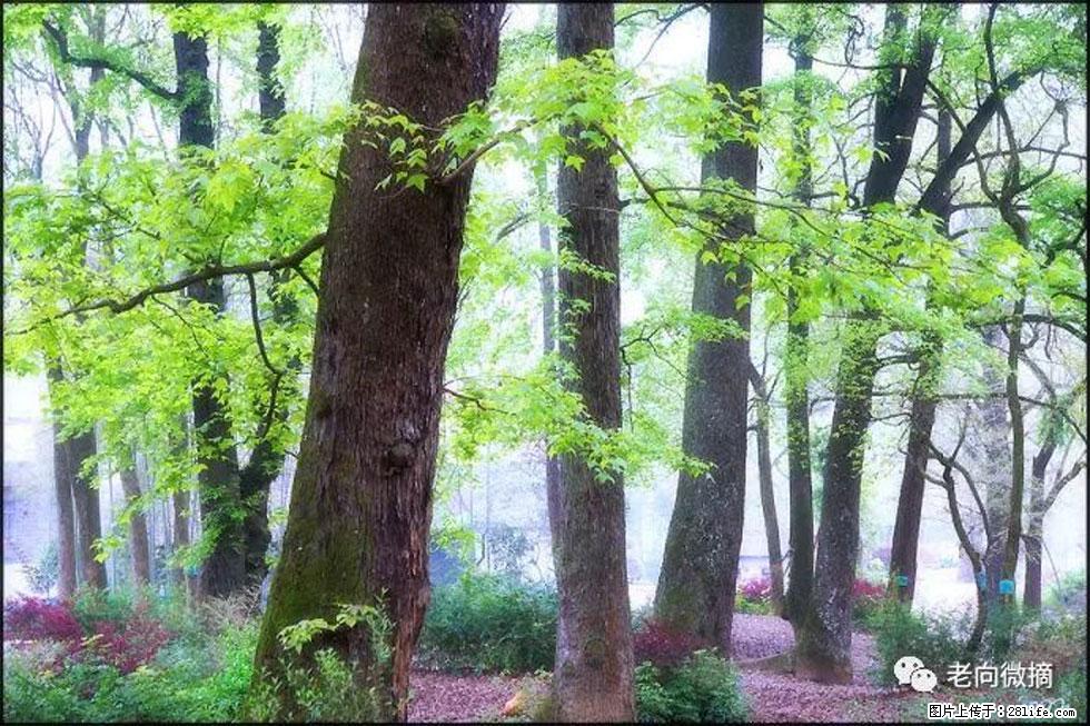 【春天，广西桂林灌阳县向您发出邀请！】在小龙村与春天约会 - 游山玩水 - 七台河生活社区 - 七台河28生活网 qth.28life.com