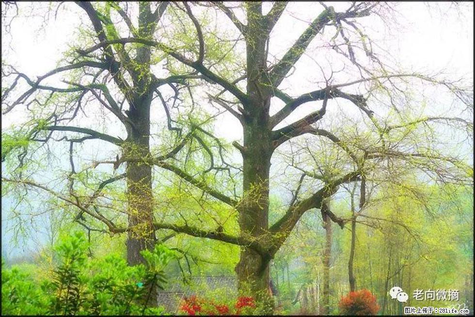 【春天，广西桂林灌阳县向您发出邀请！】在小龙村与春天约会 - 游山玩水 - 七台河生活社区 - 七台河28生活网 qth.28life.com