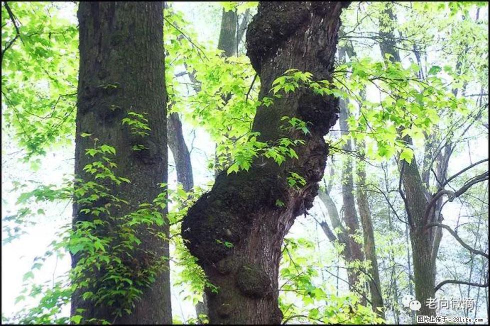 【春天，广西桂林灌阳县向您发出邀请！】在小龙村与春天约会 - 游山玩水 - 七台河生活社区 - 七台河28生活网 qth.28life.com