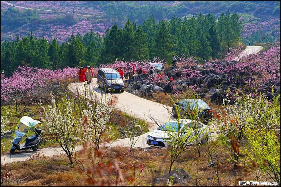 【春天，广西桂林灌阳县向您发出邀请！】望月岭上桃花开 - 游山玩水 - 七台河生活社区 - 七台河28生活网 qth.28life.com