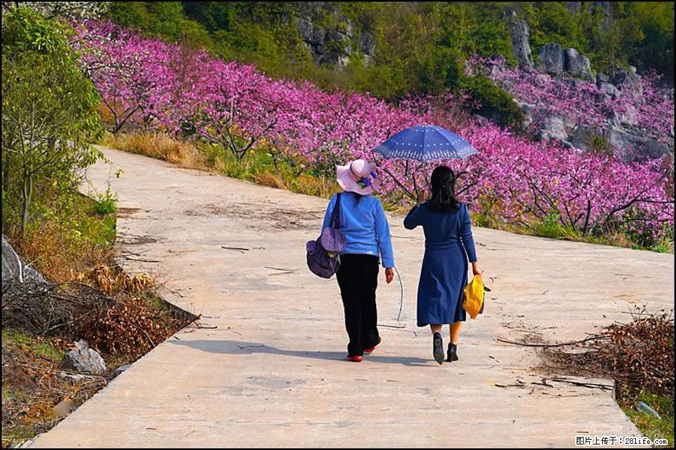 【春天，广西桂林灌阳县向您发出邀请！】望月岭上桃花开 - 游山玩水 - 七台河生活社区 - 七台河28生活网 qth.28life.com