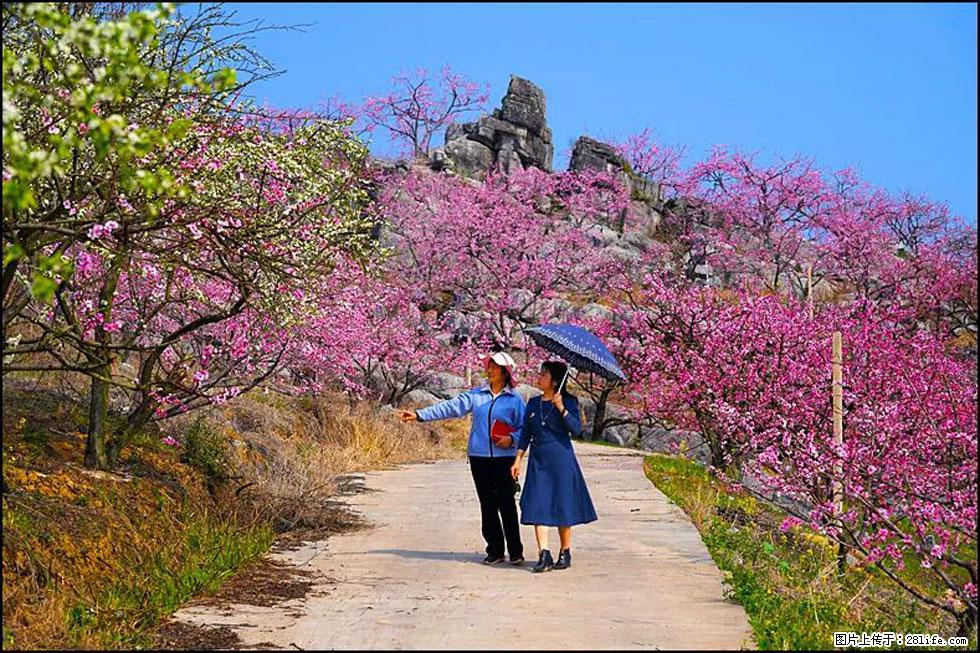 【春天，广西桂林灌阳县向您发出邀请！】望月岭上桃花开 - 游山玩水 - 七台河生活社区 - 七台河28生活网 qth.28life.com