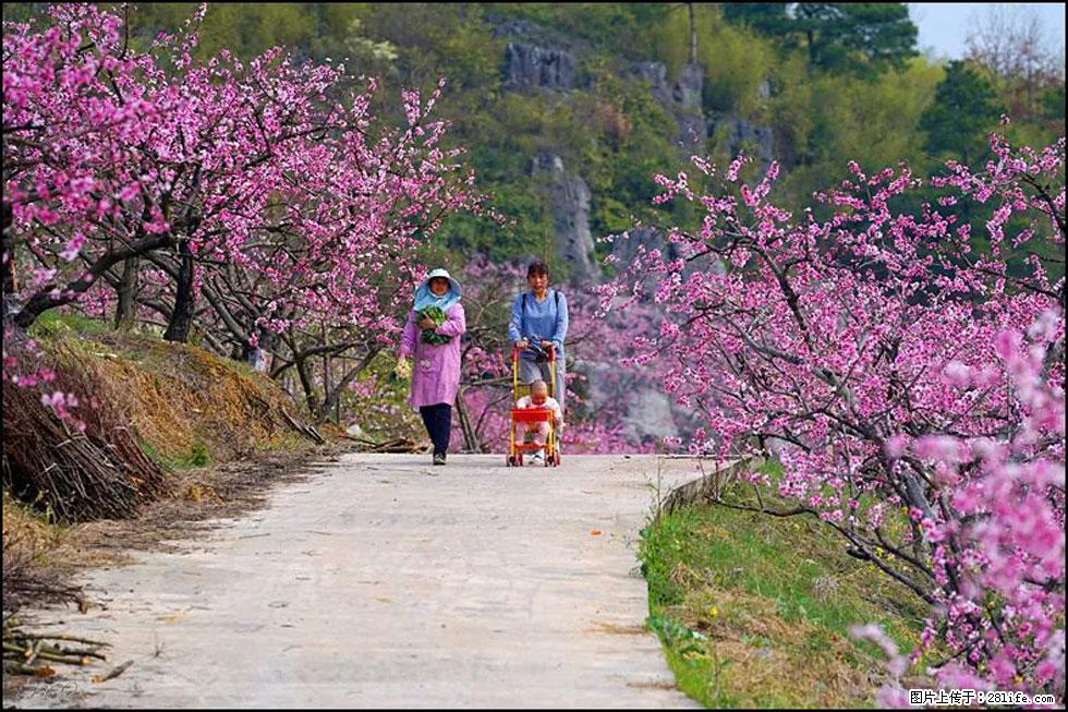 【春天，广西桂林灌阳县向您发出邀请！】望月岭上桃花开 - 游山玩水 - 七台河生活社区 - 七台河28生活网 qth.28life.com