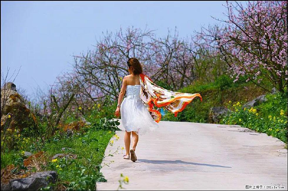 【春天，广西桂林灌阳县向您发出邀请！】望月岭上桃花开 - 游山玩水 - 七台河生活社区 - 七台河28生活网 qth.28life.com