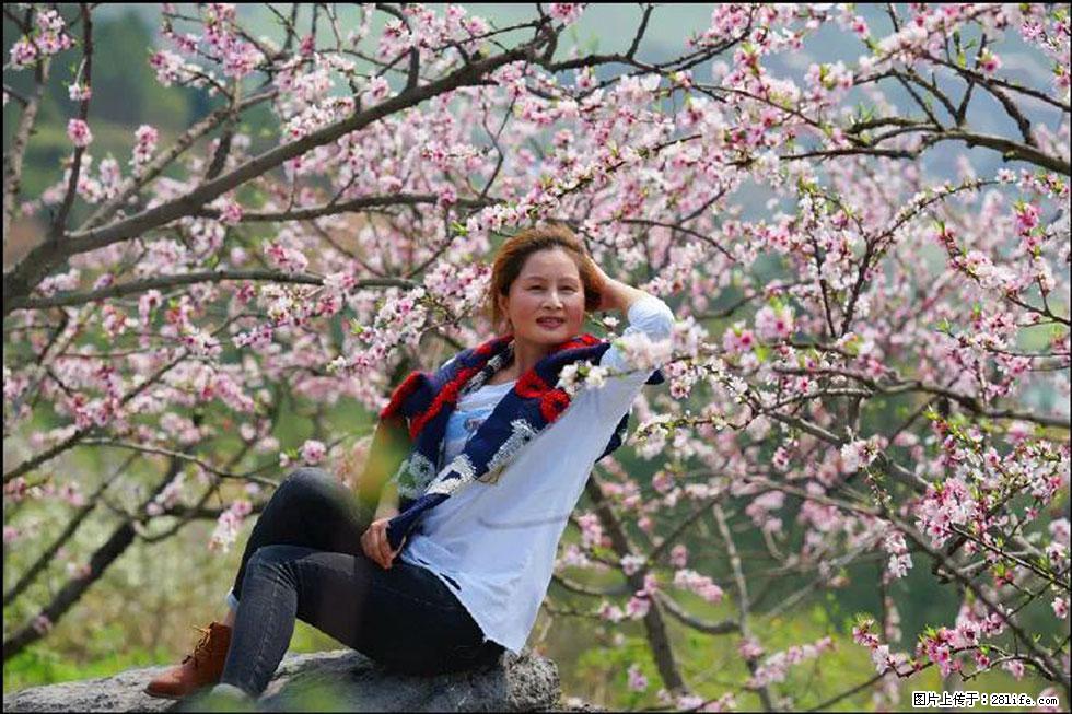 【春天，广西桂林灌阳县向您发出邀请！】望月岭上桃花开 - 游山玩水 - 七台河生活社区 - 七台河28生活网 qth.28life.com