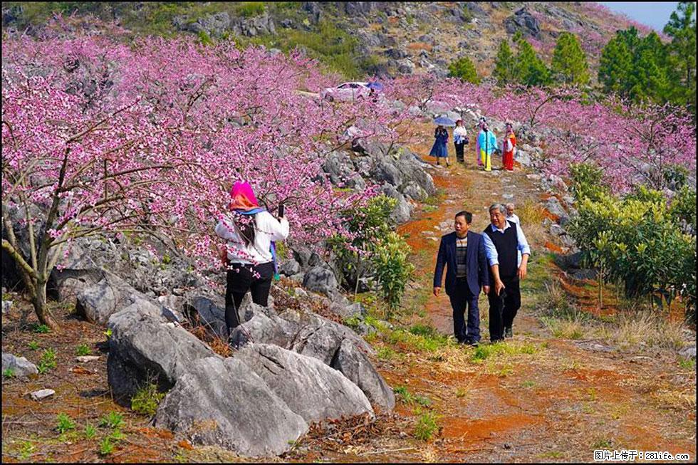 【春天，广西桂林灌阳县向您发出邀请！】望月岭上桃花开 - 游山玩水 - 七台河生活社区 - 七台河28生活网 qth.28life.com