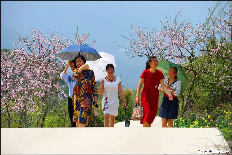 【春天，广西桂林灌阳县向您发出邀请！】望月岭上桃花开 - 游山玩水 - 七台河生活社区 - 七台河28生活网 qth.28life.com