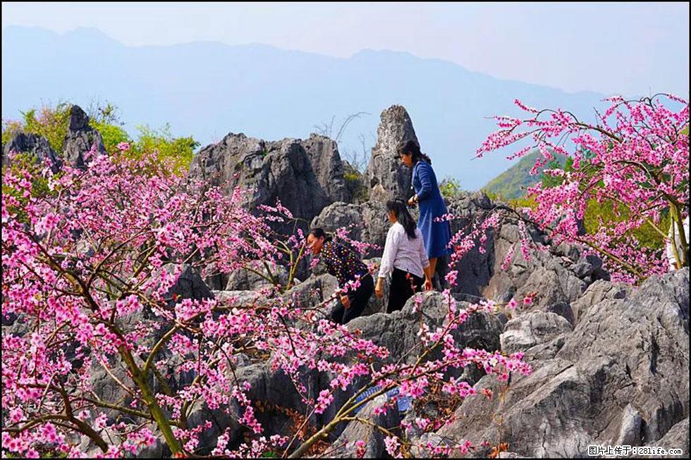 【春天，广西桂林灌阳县向您发出邀请！】望月岭上桃花开 - 游山玩水 - 七台河生活社区 - 七台河28生活网 qth.28life.com