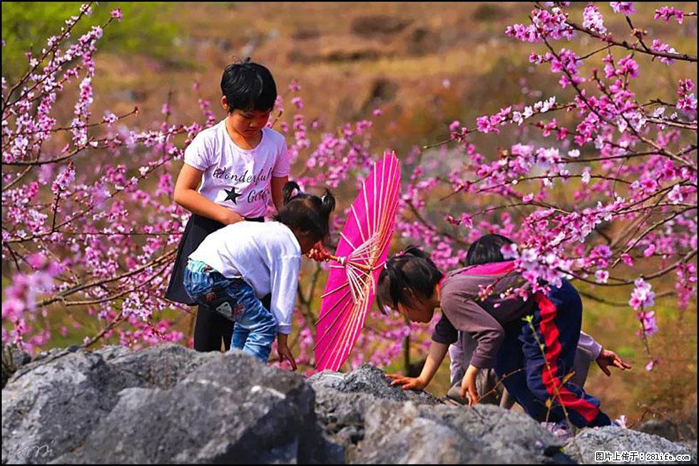 【春天，广西桂林灌阳县向您发出邀请！】望月岭上桃花开 - 游山玩水 - 七台河生活社区 - 七台河28生活网 qth.28life.com