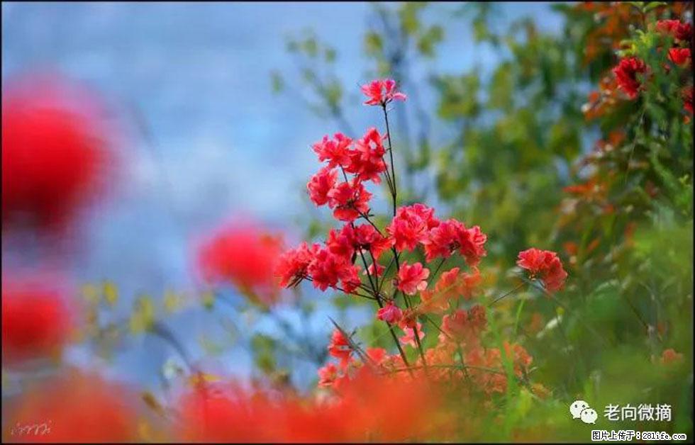 【春天，广西桂林灌阳县向您发出邀请！】登麒麟山，相约映山红 - 游山玩水 - 七台河生活社区 - 七台河28生活网 qth.28life.com